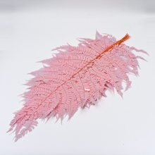 Preserved Fern Leaves