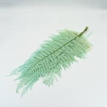 Preserved Fern Leaves