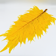 Preserved Fern Leaves