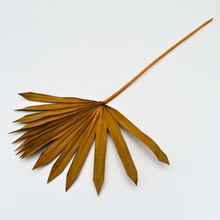 Preserved Sun Palm Leaves